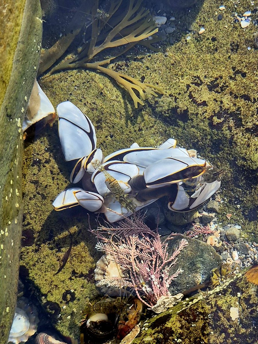 cormac_mcginley's tweet image. Gooseneck barnacles (Lepas anatifera) on a rockpool floor with a couple of Common prawns (Palaemon serratus) paying them close attention. 
County Clare, Ireland.