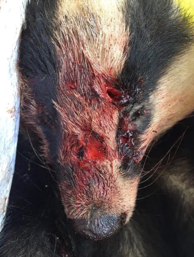 Badger Crime Tactical Delivery Group tweet media