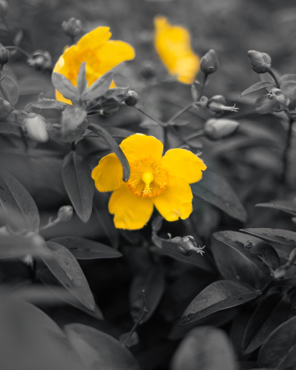 Anthony Beckles tweet media