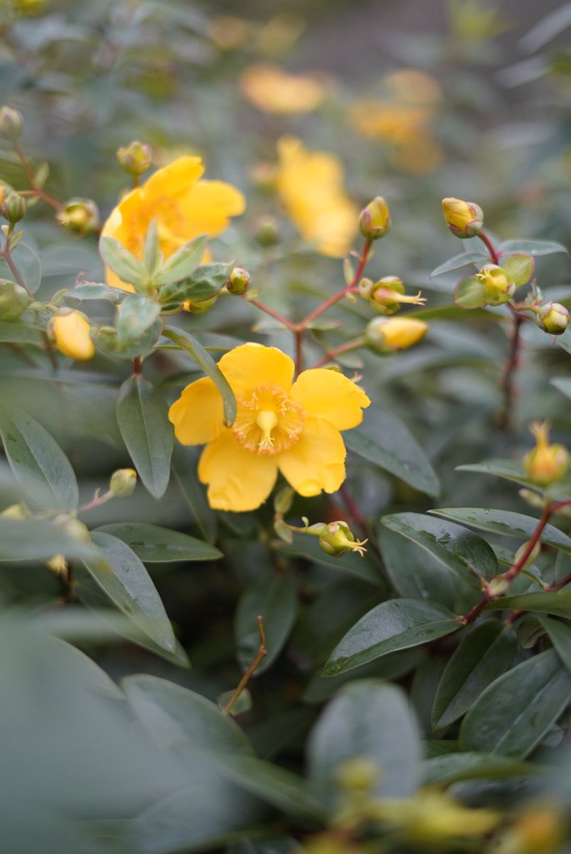 Anthony Beckles tweet media