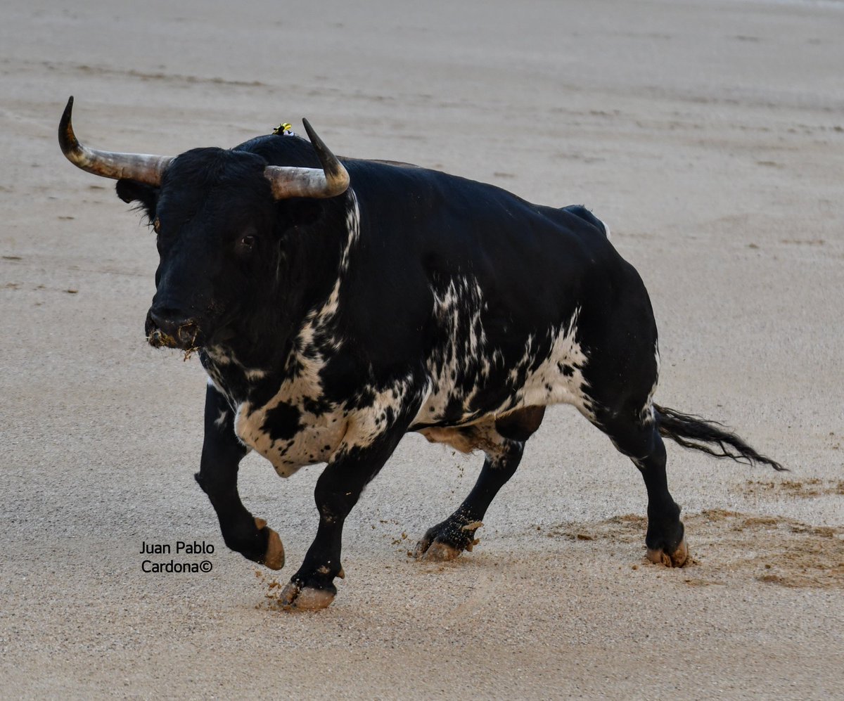 Juan Pablo Cardona tweet media