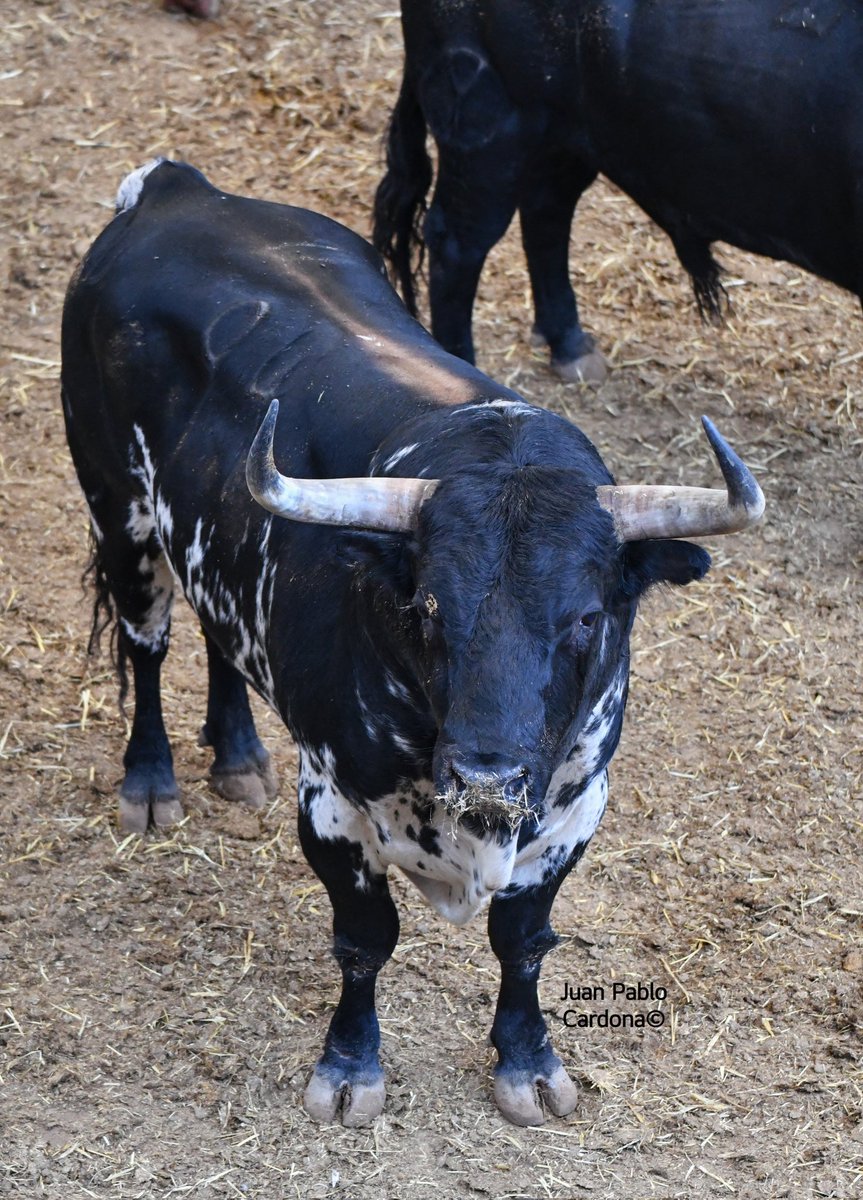 Juan Pablo Cardona tweet media