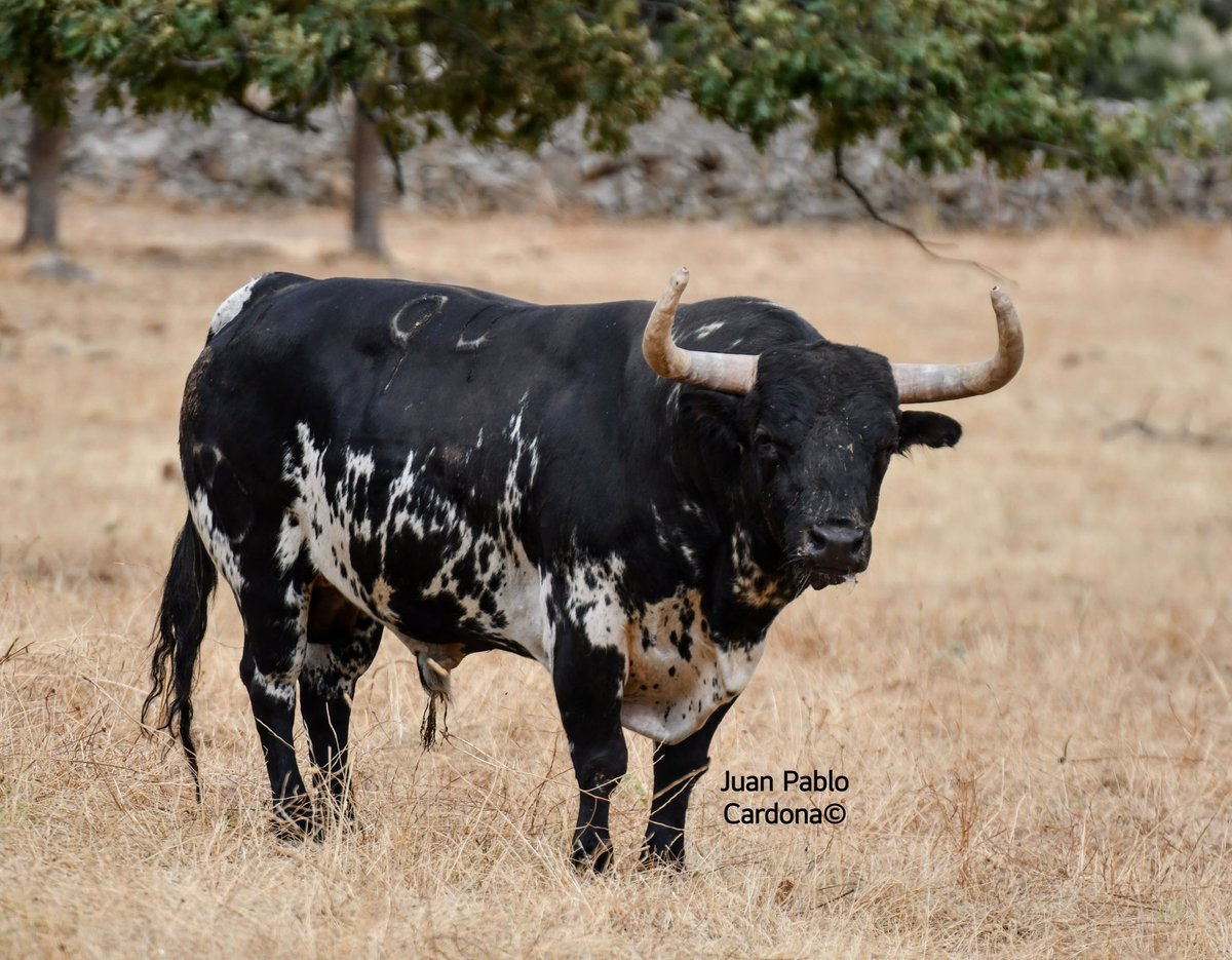 Juan Pablo Cardona tweet media