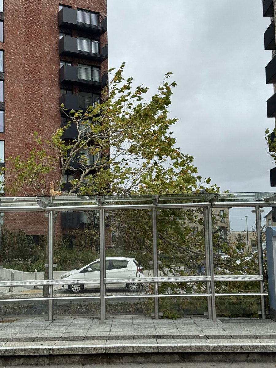 爱尔兰 风暴Amy。都柏林 的 树都吹到了。Luas部分地段停运 #爱尔兰 #风暴 #StormAmy