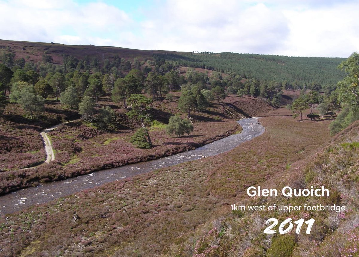 Rewild Scotland 🏴󠁧󠁢󠁳󠁣󠁴󠁿🌳 tweet media