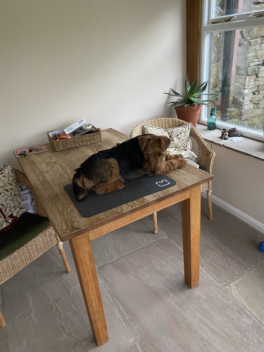 When the staff came to look for me they were surprised to find I had climbed onto the grooming table. 

Unusual for me to climb so the staff think it is because we are off to the vet. 
They did a test and I have some round worm! 
So I need a tablet apparently.