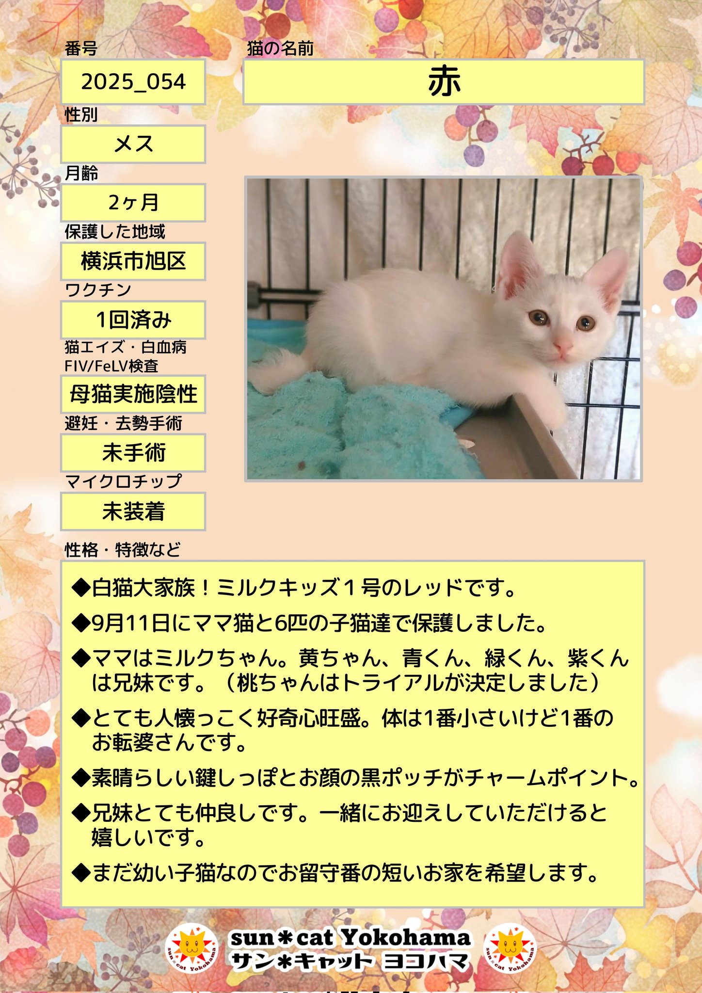 猫A 最終値下げしました！ 𝚜𝚞𝚗＊𝚌𝚊𝚝 𝚈𝚘𝚔𝚘𝚑𝚊𝚖𝚊 on X: 