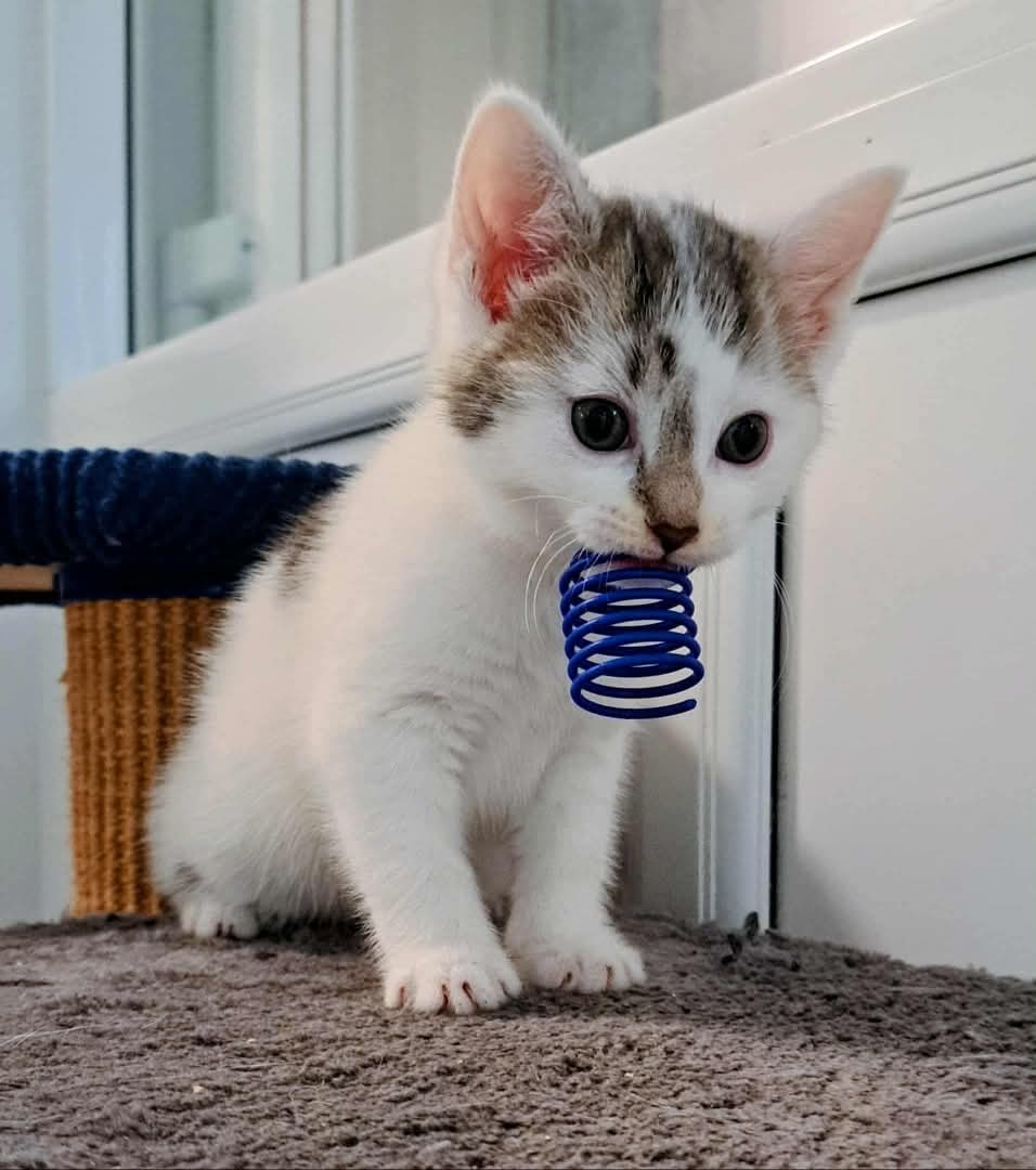 Coventry Cat Group tweet media