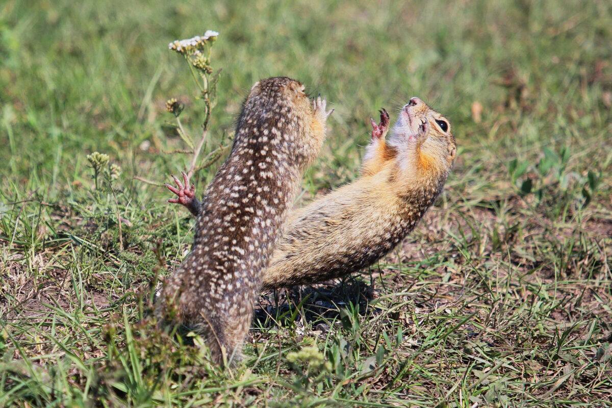 ASI_News tweet media