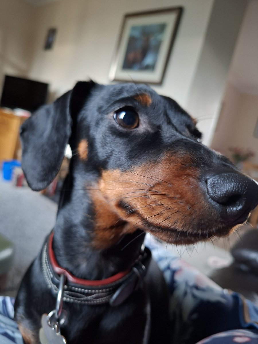 Yes im Biased but Miss L is beautiful 😍 pity shes so reactive or even i would've considered pups