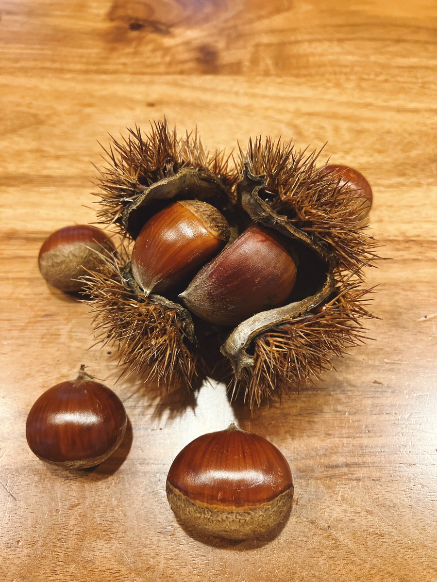 BoltBuffalo's tweet photo. 秋だね〜🌰 https://t.co/qiaiMAGpoA