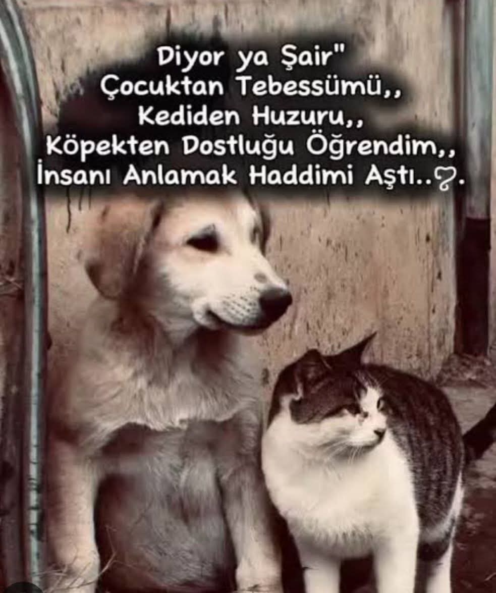 4 Ekim Dünya Hayvan Hakları Günü Kutlu Olsun🐶🐱🐵🦁🐯🐮🐴🫎🐑🐐🐪🦓🦣🐰🐼🦫🐿️🐔🦢🦤🪿🐦‍🔥🦜🐸🐢🦩🦚🕊️🦋🐞
