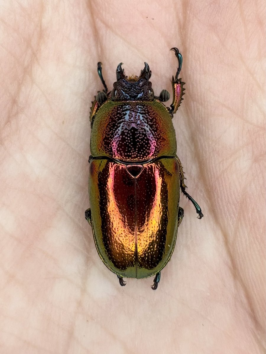 だいすけ tweet media