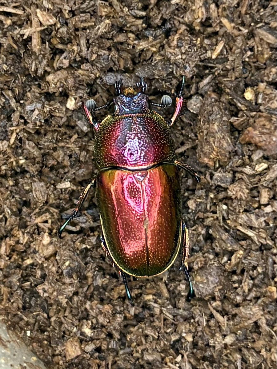 だいすけ tweet media