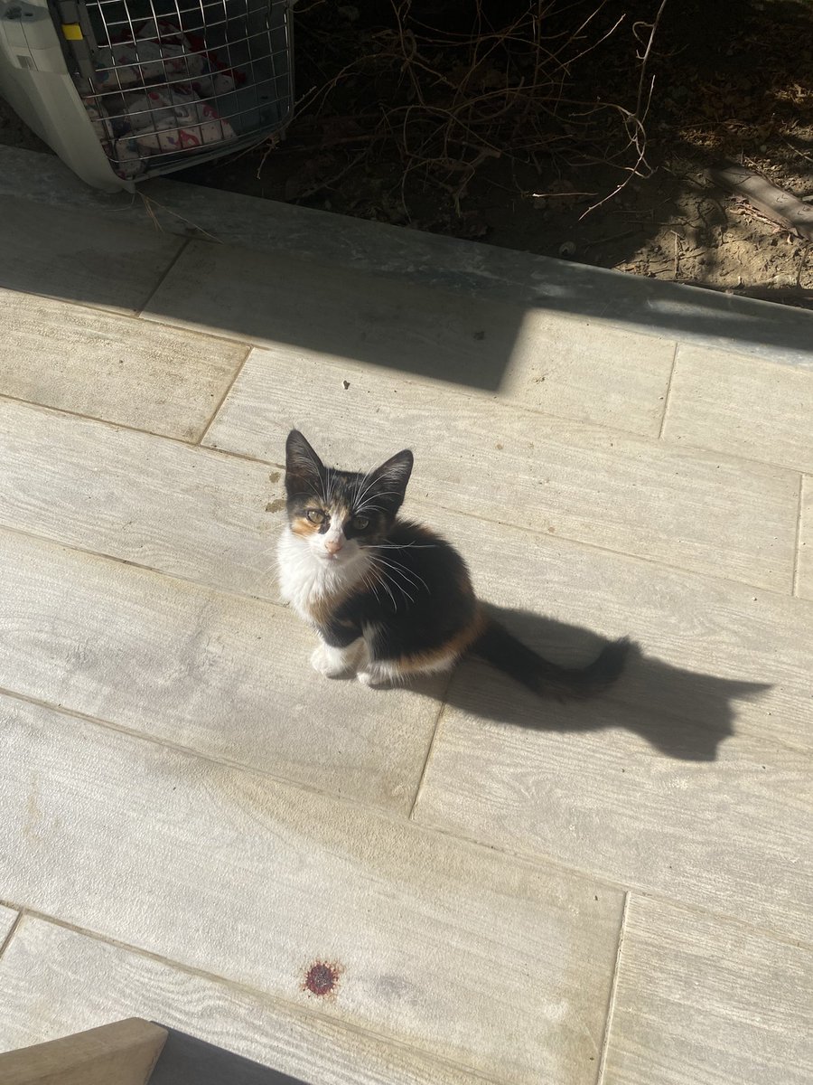 Merhaba herkese.
Bedava kedi var, İzmir’de isteyene verebiliriz 😌