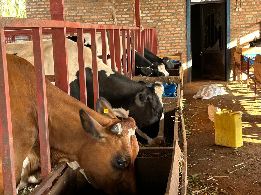Agronomme_'s tweet photo. Rethinking Dairy: How Kampundu Gorethe is Leading Agricultural Transformation in Rulindo with CDAT Support

In Shyorongi Sector, @rulindodistrict, Kampundu Gorethe is proving that with the right support and determination, traditional farming can be transformed into a thriving agribusiness.

For years, Gorethe practiced dairy farming the way many rural families do, with local cows and limited resources. Milk production was inconsistent and low, making it hard to rely on livestock as a primary source of income. But when she heard a radio announcement from the Commercialization and De-Risking for Agricultural Transformation (#CDAT) Project calling for farmers to submit business proposals for matching grants, she knew it was time to shift.

With a clear vision and ambition to modernize her farm, she submitted her project, and it was approved.

Through the #CDAT Matching Grant, funded by the @WorldBank and implemented by @RwandaAgriBoard through its Single Project Implementation Unit (#SPIU), Gorethe received financial support worth 27 million Rwandan Francs (RWF), which covered 50% of her total project cost. She and her family contributed the remaining 29 million RWF, demonstrating their strong commitment to building a sustainable dairy enterprise.

With the combined investment, Gorethe constructed modern livestock shelters, installed a water dam sheet, purchased high-yielding dairy cows, and set up storage tanks to improve farm operations and hygiene. She began with 10 cows, and soon after, her daily milk production rose to over 120 liters, all of which are sold with ease thanks to reliable market connections.

Understanding that livestock farming comes with risks, Gorethe enrolled her cows in the Tekana Urishingiwe Muhinzi-Mworozi program, the National Agricultural Insurance Scheme (#NAIS). When she recently lost a cow, her policy through Radiant Insurance compensated her with 1 million RWF, allowing her to maintain financial stability and continue operations without major setbacks.

Today, Gorethe owns 17 cows, including calves and bulls. Her farm also produces organic manure, which she uses both for her crop fields and animal fodder, supporting a circular, eco-friendly farming system. Her enterprise has also created employment opportunities for youth and contributes to nutrition efforts in the local community.

Reflecting on her journey, she shares:

“This project has truly changed my life. I’m thankful to the @RwandaGov, #CDAT, and RAB-SPIU for empowering farmers like me. I’m especially grateful to my husband, who has stood beside me through every step.”

To other women across the country, Gorethe offers a message of encouragement:

“Don’t fear to start. Don’t fear to grow. Be bold and take advantage of the opportunities available. When you believe in yourself and stay focused, progress will follow.”

From modest beginnings to a growing agribusiness, Kampundu Gorethe is now an inspiring example of how women in agriculture are leading Rwanda’s transformation, not only by improving their own livelihoods, but by building healthier, stronger communities.

#CDATSuccessStories #CDATProject
