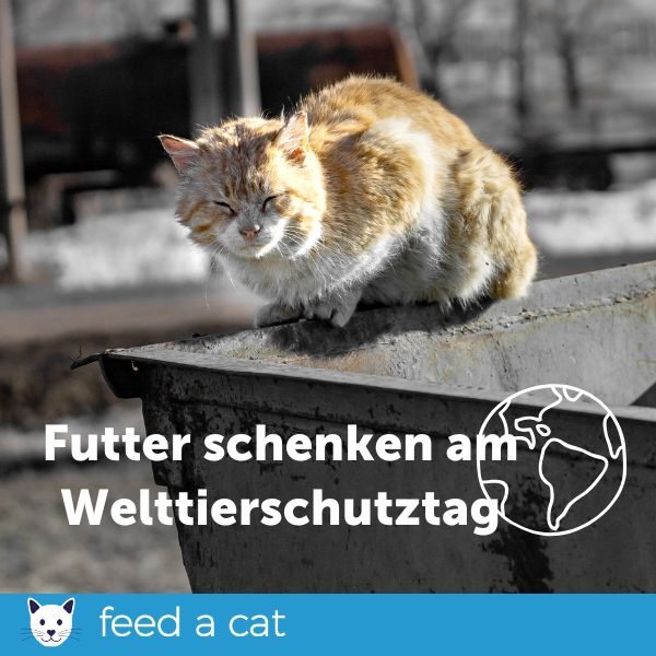 UweT_bln's tweet image. ‼️‼️‼️ Erinnerung ‼️‼️‼️

Für die Katzen (feed a cat) und Hunde (feed a dog) bitte Spenden. Mit nur ab 2 Euro seit Ihr dabei. Tut Gutes!
#Katzen #Spenden #Tiere
#Futter #Tierschutz #Hunde
