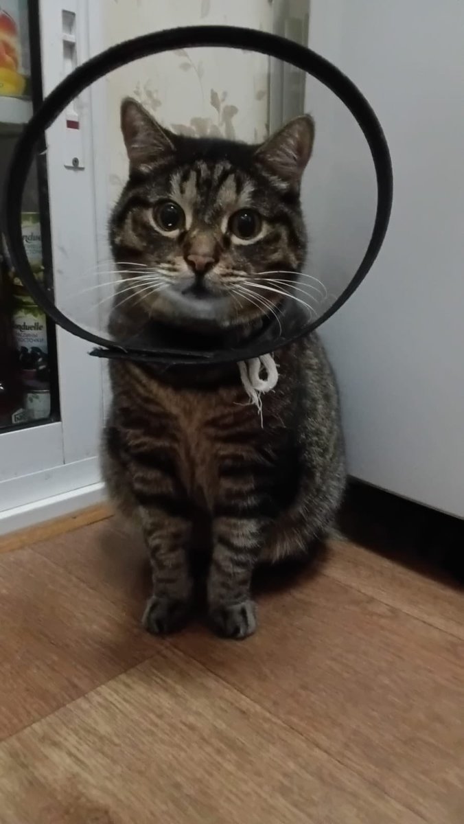 Мамин Пых превращён в торшер за нализывание пузца. Грустновый 😿