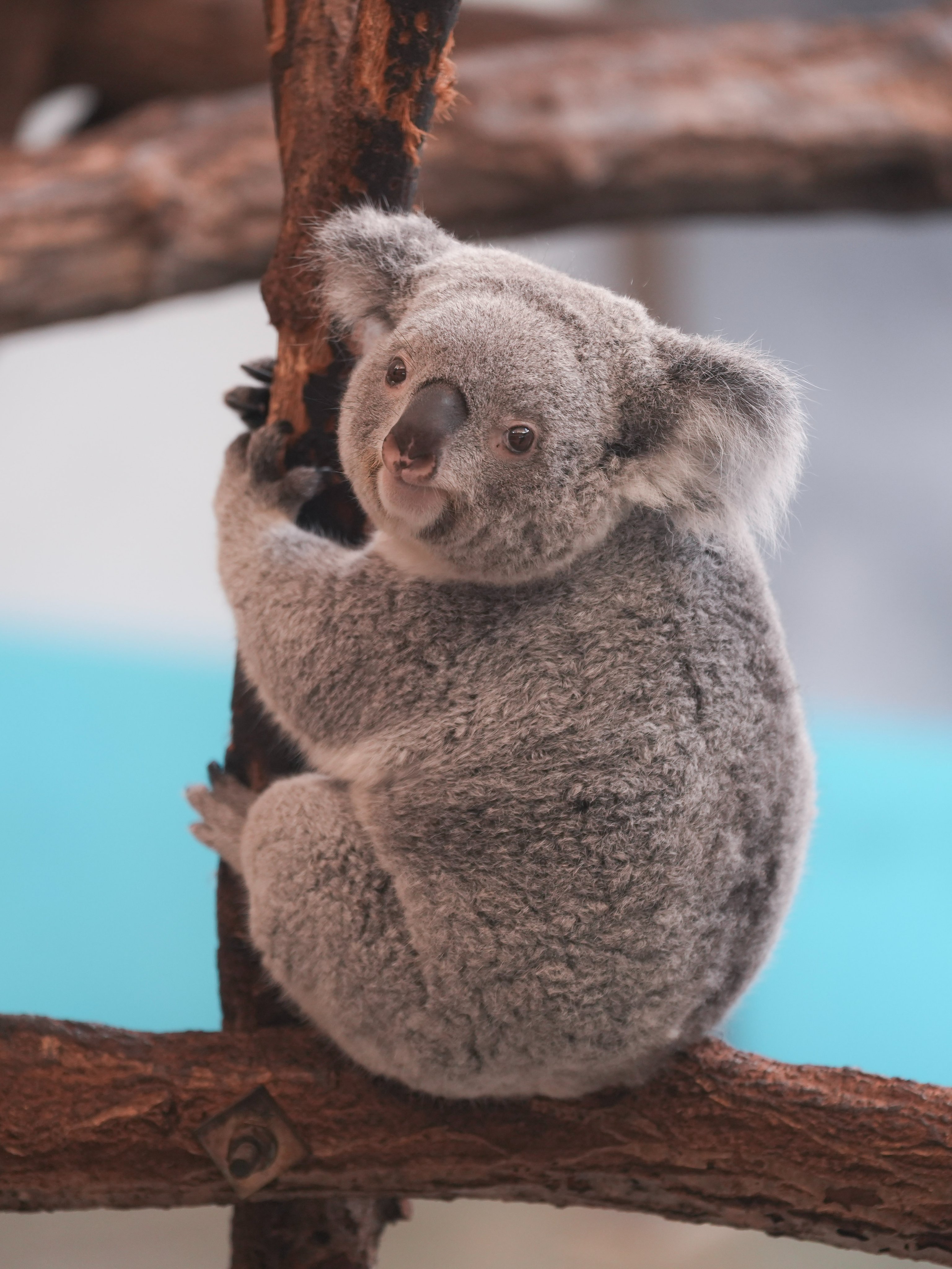 小動物の画像診断 小動物の画像診断