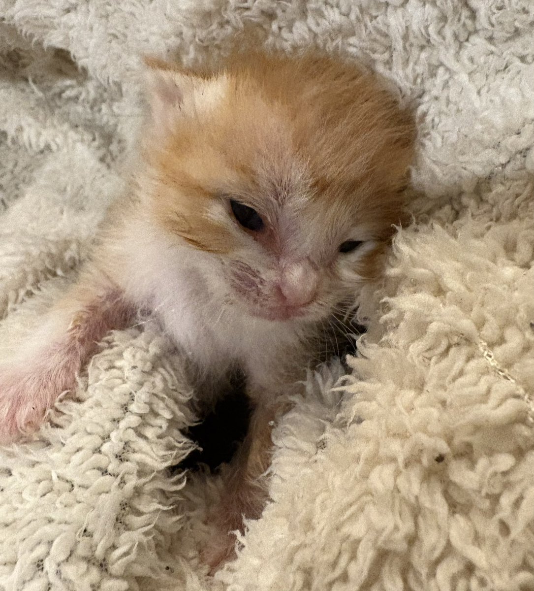 pecochan様御予約❤生後8日子猫ちゃん♡本当にミルク飲めるよ♡ちー出ます♡ 子猫 – търсене / X
