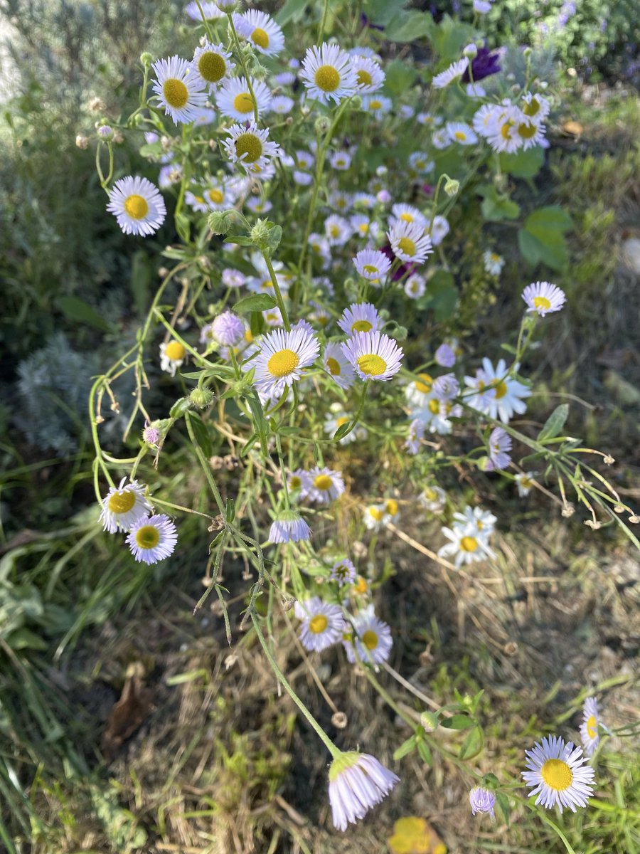 Sonia Zuccaro tweet media