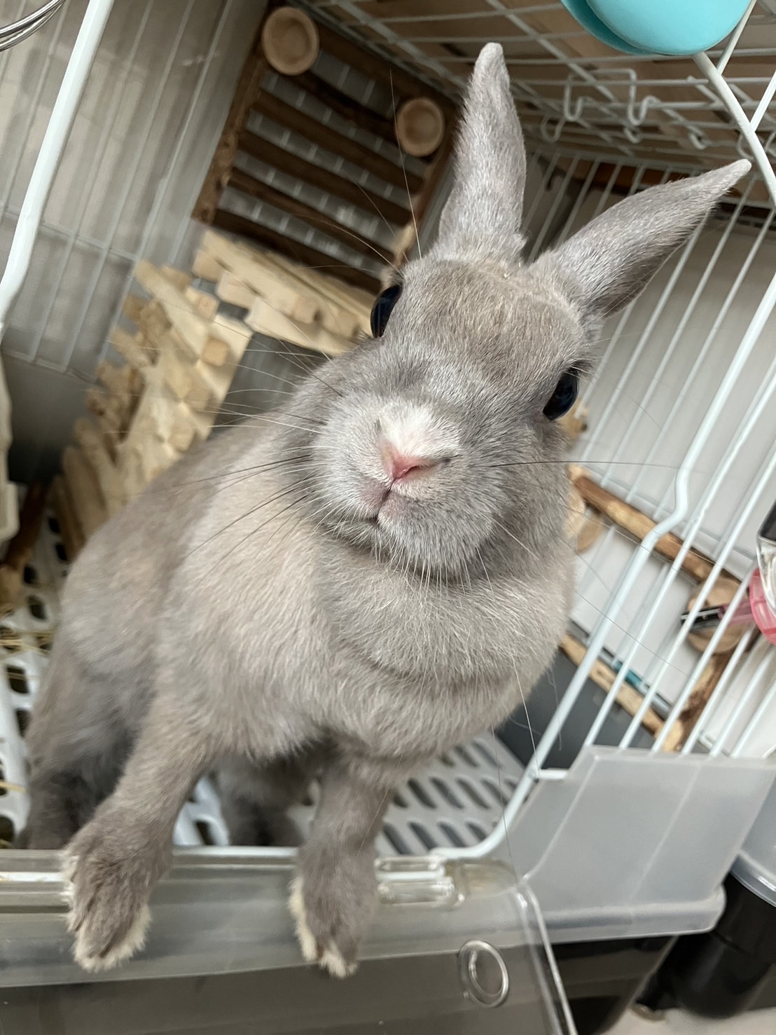 うさぎとひとの幸せを支える会🐰🐰@ペットショップではなく保護