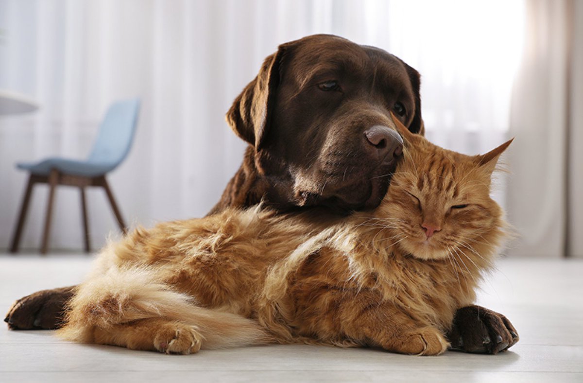 🐾 En cette #Journéemondialedesanimaux, célébrons nos fidèles compagnons à quatre pattes 🐶🐱 — chiens et chats, sources d’amour inconditionnel et de joie au quotidien. Prenons soin d’eux, comme ils prennent soin de nous. 💙
#LoveAnimals #PetSafeFR