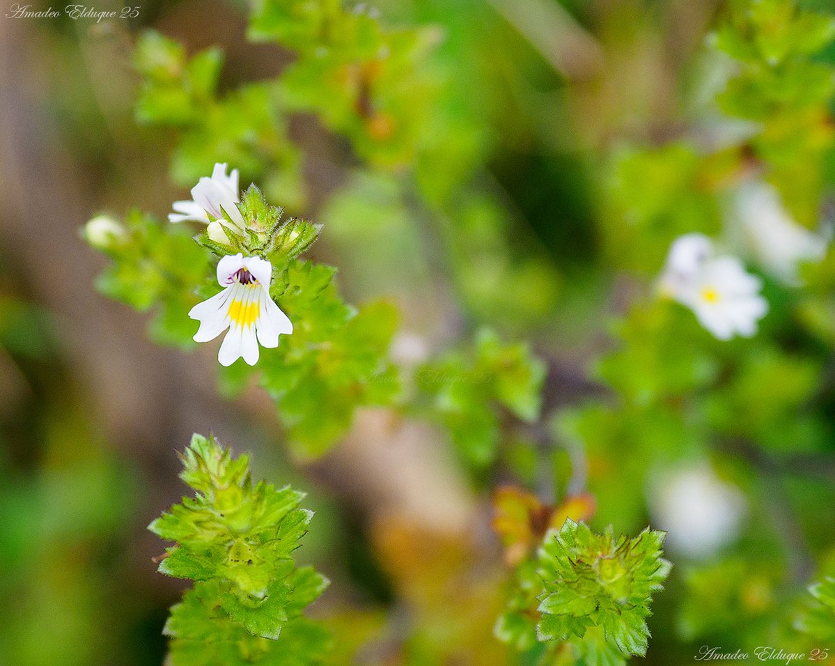 aelduque's tweet image. #Eufrasia (#Euphrasia_alpina).

floressilvestresdearagon.es/euphrasia-alpi…

#Artiga_de_Lin
#Mijaran, #ValDAran, #Lleida/#Lérida, #Catalunya/#Cataluña, #Spain.

📷2025-09-09
