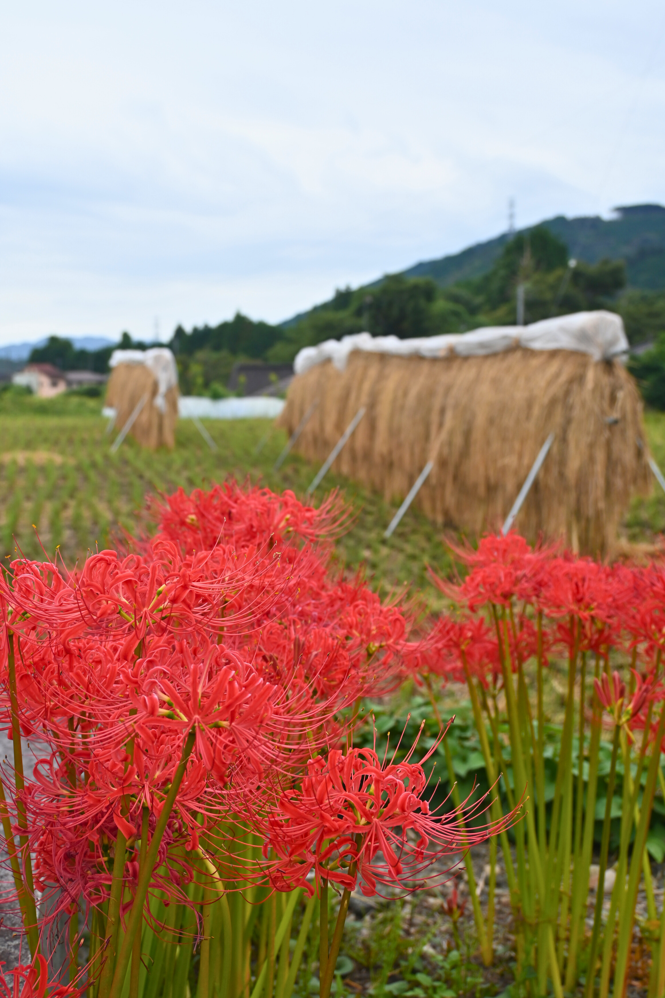 Floraison✥　2点おまとめ ❀༉ ℍ𝕠𝕟𝕖𝕪𝕕𝕖𝕨 𝔾𝕒𝕣𝕕𝕖𝕟 | 🌼🌼🌼10月19(日)21時より