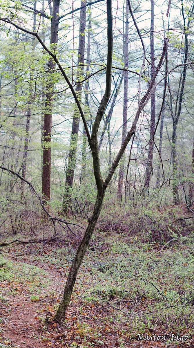 KastonIago's tweet image. Standing out from the crowd.

#tree #forest #nature #photooftheday