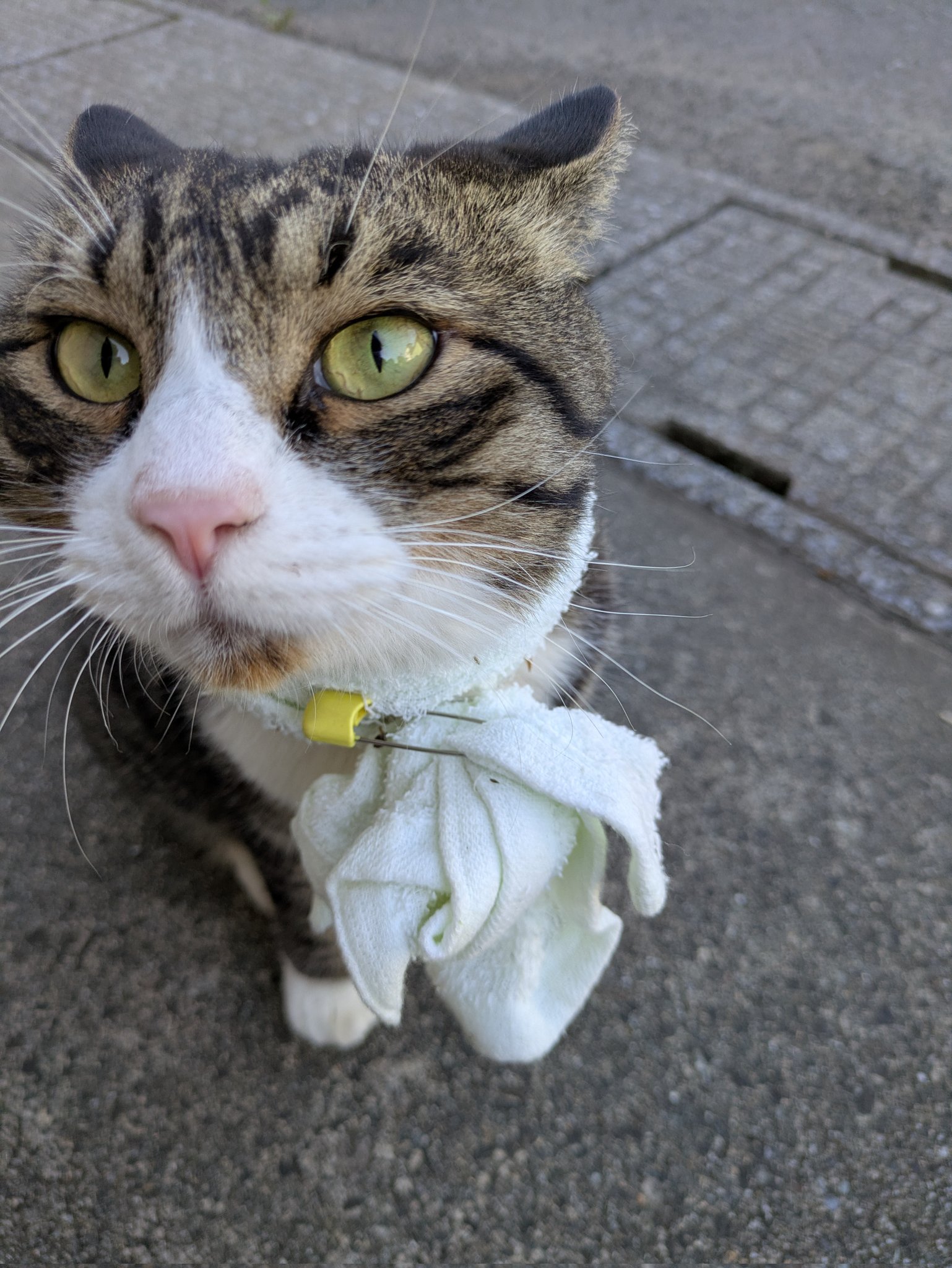 ハチワレ猫様 Amazon.co.jp: サンアート かわいい雑貨 「 猫 貯金箱 」 雑貨