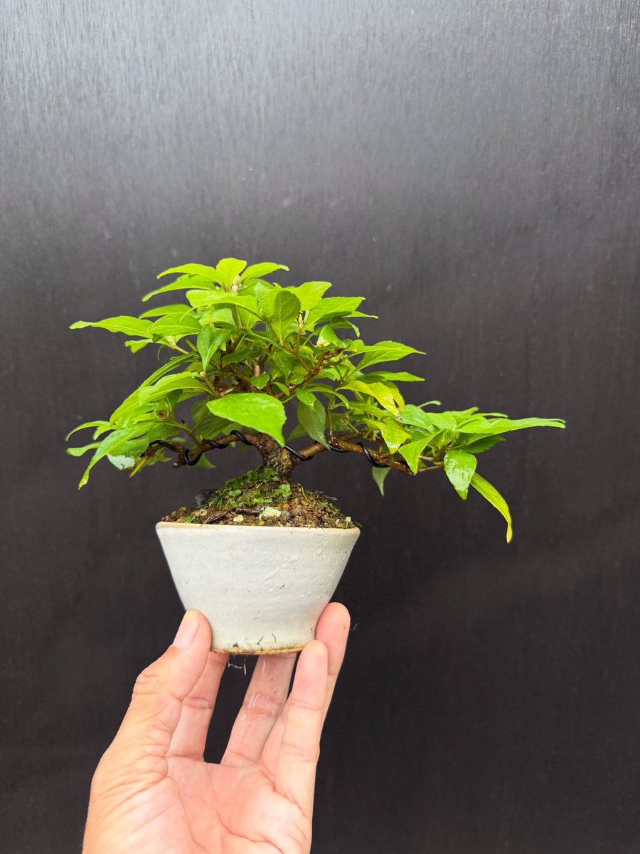 盆クラ市 公式アカウント (@bonkuraichi) / Posts / X