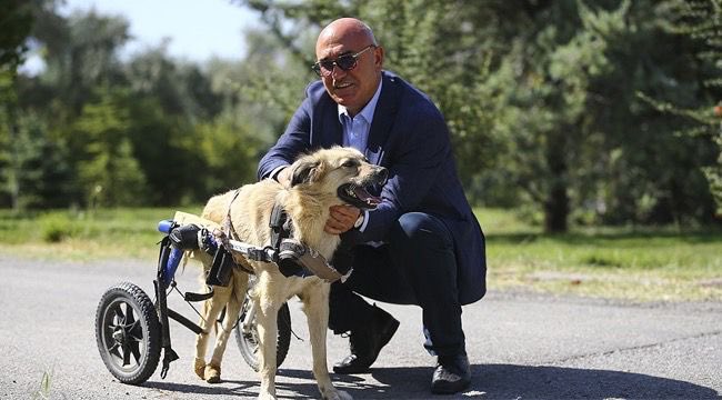 Hayvanları korumak, yalnızca onlara duyulan sevgi değil; insanın kendi vicdanına, doğaya ve geleceğe karşı taşıdığı en temel sorumluluktur.

Yaşam, sadece insana değil; bu dünyayı bizimle paylaşan her cana aittir. 

Onları korumak, aslında insanlığı korumaktır.