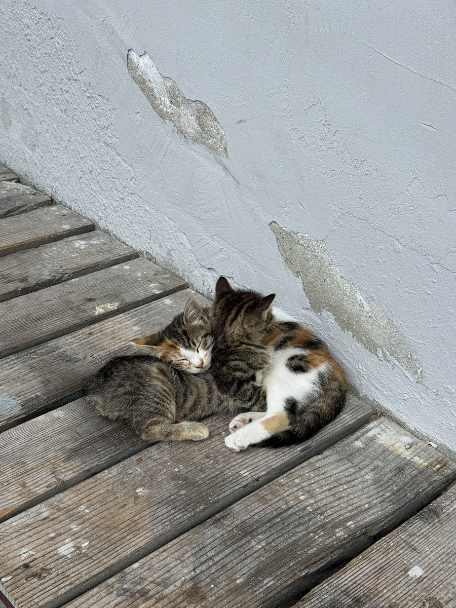 yesilNFT tweet media