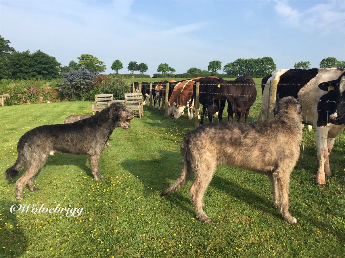 Wolvebrigg Irish Wolfhounds (@wolvebrigg) on Twitter photo A wonderful memory to celebrate World Animal Day, when Dermot, Declan and Duffy met a herd of cows!
World Animal Day, on the feast day of Saint Francis of Assisi, the patron saint of animals, is a day to reflect on the welfare of animals everywhere.
#WorldAnimalDay #dogsofX A wonderful memory to celebrate World Animal Day, when Dermot, Declan and Duffy met a herd of cows!
World Animal Day, on the feast day of Saint Francis of Assisi, the patron saint of animals, is a day to reflect on the welfare of animals everywhere.
#WorldAnimalDay #dogsofX