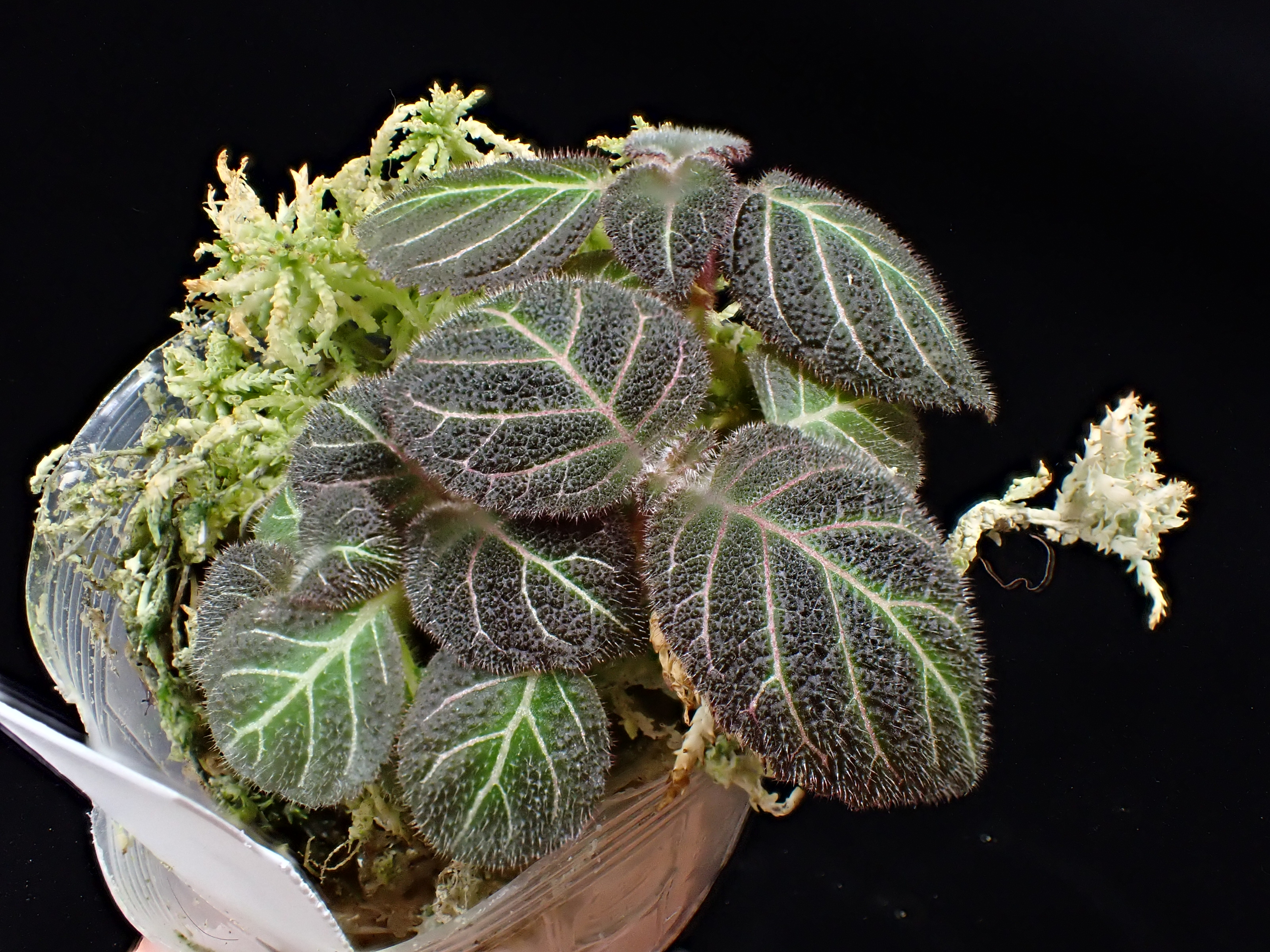 閑古鳥 (@kankodori2840) / X