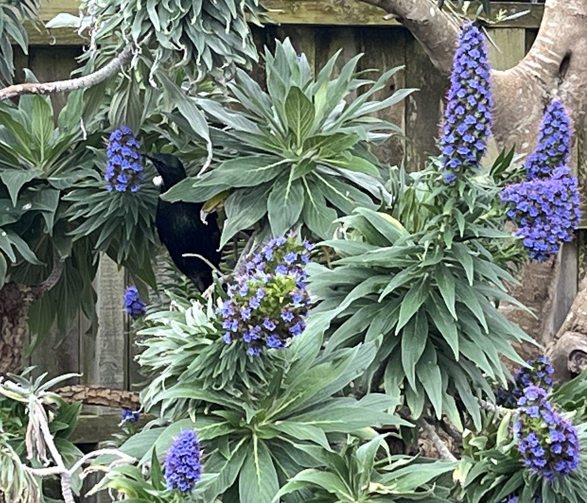 Lovely to see the tūī visiting my garden enjoying the flowering Pride of Madeira (Echium candicans). Some beautiful colour synergies as well ! <a href="/Wellingtonnz/">WellingtonNZ</a> <a href="/ZEALANDIA/">Zealandia Te Māra a Tāne</a>