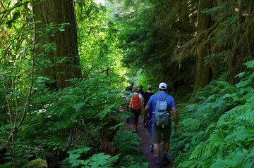 Let the calm of the forest refresh your soul this weekend, Maryland's Old-Growth Forests I love nature and hiking 🥰