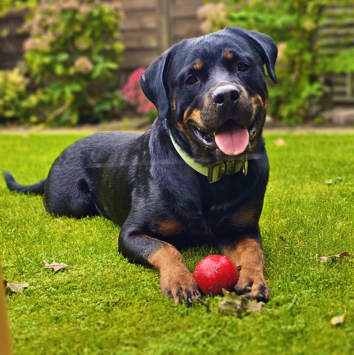 Kein Hund ist ein „Kampfhund.“
Kein Tier wird böse geboren – schon gar nicht der Hund, das treueste Wesen überhaupt.
Aggression und Misstrauen entstehen nicht aufgrund der Rasse, sondern durch uns Menschen.
Wir erschaffen, was wir dann verurteilen.
Am Ende will jeder Hund nur