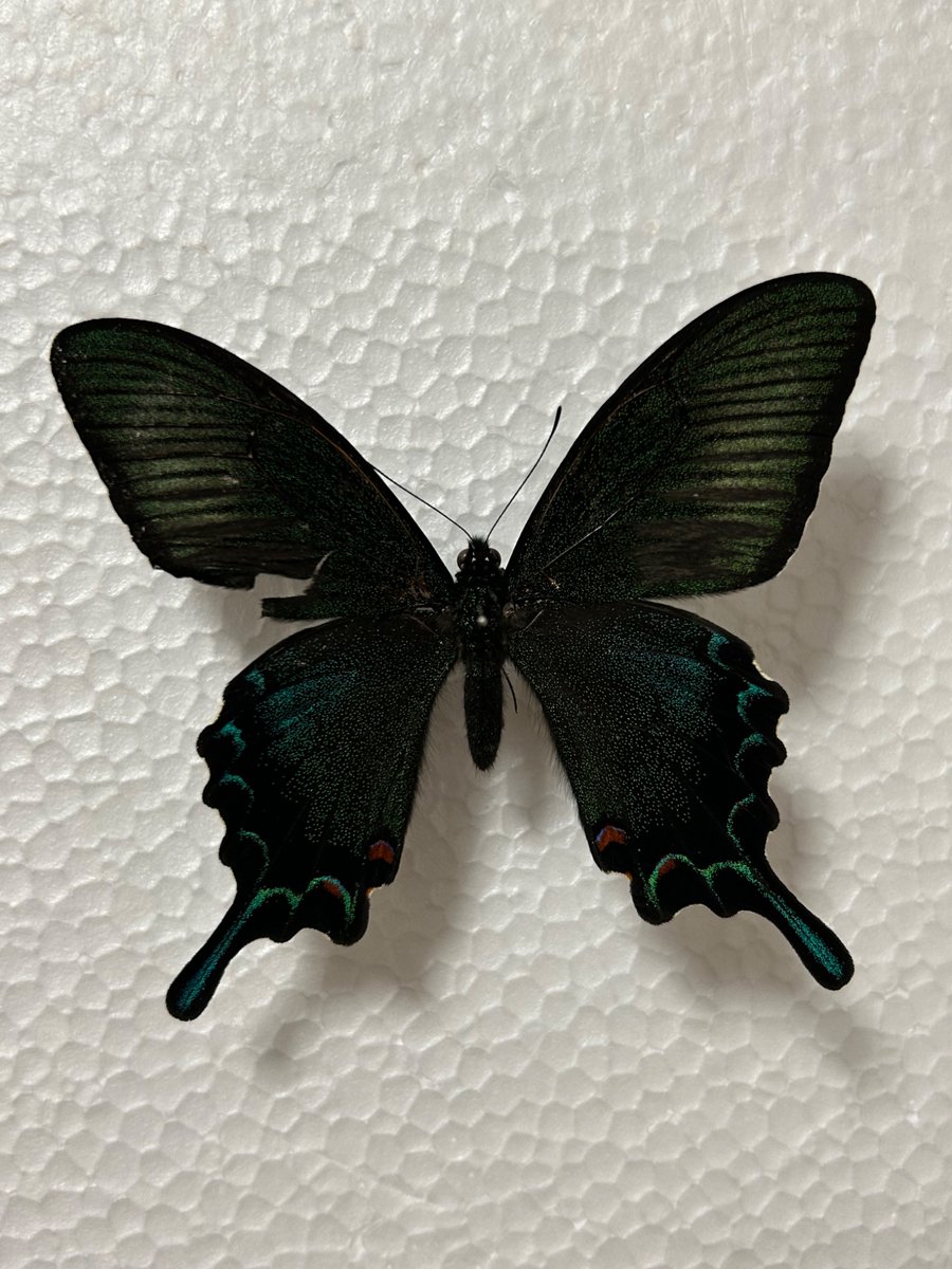 なぜお前だけラベルがないんだ...