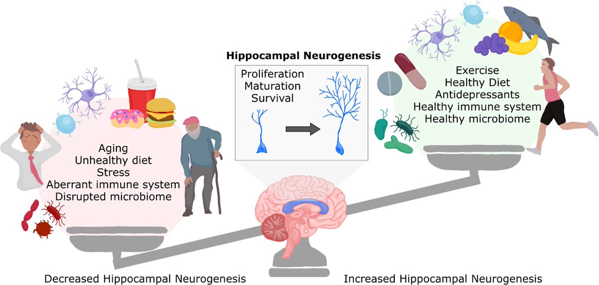 Factors influencing adult hippocampal neurogenesis…
Source: journals.sagepub.com/doi/10.3233/BP…