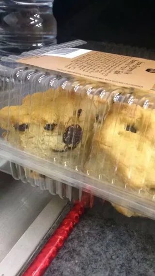 squirrelvalues's tweet image. DOGE is everywhere.