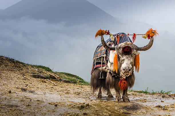 Yak in my Day tweet media