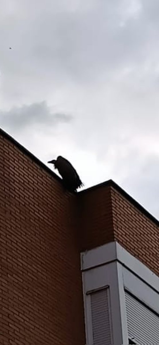 Esta tarde en el Barrio de los Arroyos de #Sanse hemos acogido a un visitante de gran porte y envergadura que se ha posado en la azoteas de los vecinos del barrio. ¡Un #Buitre! #Rapaces