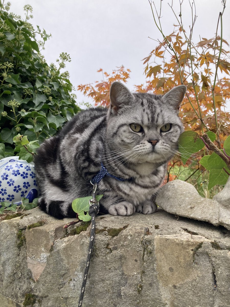 🌈Tiberius (aka Tibi) & Priscilla tweet media