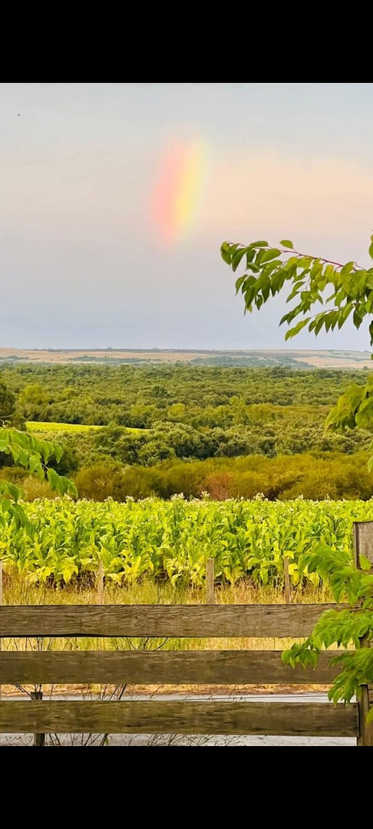 🌈✨ A veces la naturaleza te regala momentos que no necesitan filtros ni palabras.
Un rincón del norte donde el verde se encuentra con el cielo, y el arcoíris parece recordar que siempre hay algo por lo cual agradecer. 🌱💛
#Uruguay #Artigas #Naturaleza #Arcoíris #Campo