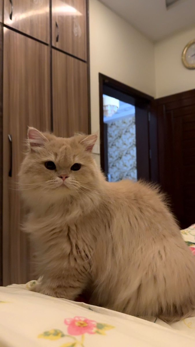 Le_Me_Tweeting's tweet photo. I have 2 cats and I’m trying to find a new home for them. I love my cats and the only reason i am giving them away is that I will be moving abroad soon. If anyone is interested please contact me. 
P.S Only contact me If you are aware of the expenses of keeping the cats. https://t.co/amIYTeOB1O