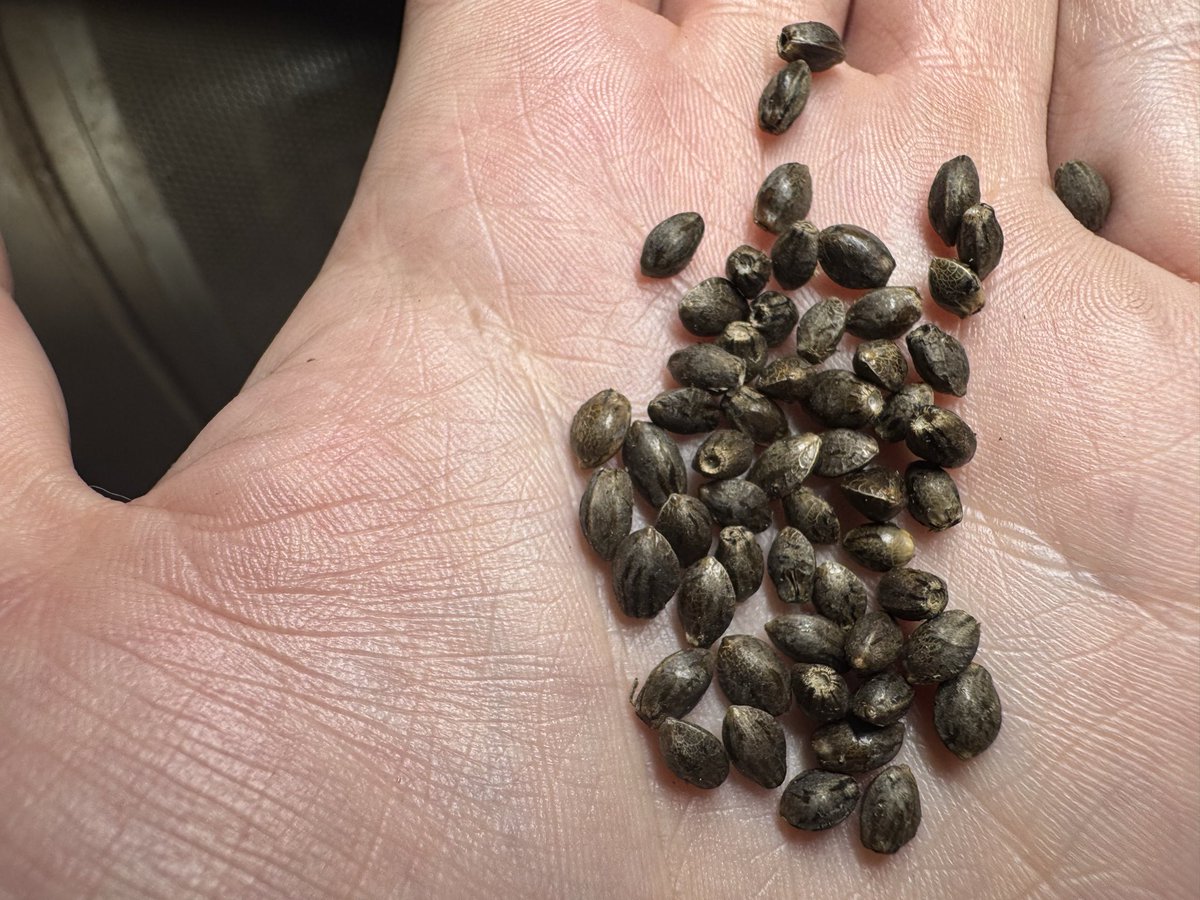 ADK_SynganiX's tweet image. Happy Saturday
Pulled a test bud out of drying. 

I would like everyone to officially welcome
Terror Breath F#2. 

*Insane looking beans.  Sir Pilkington lives on.