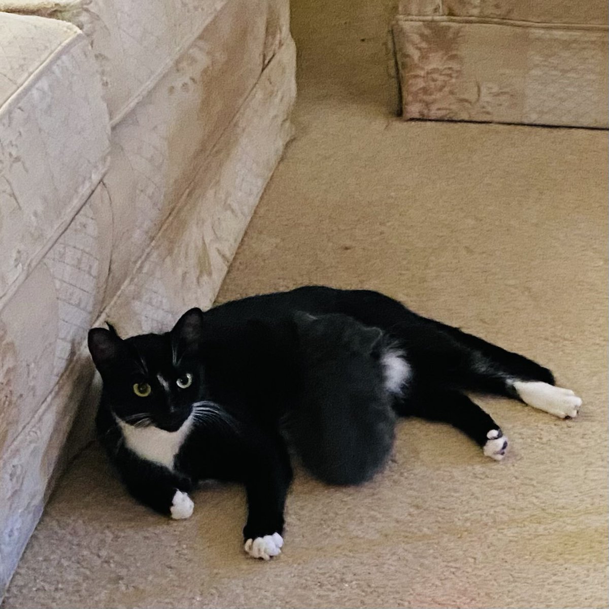 wumaufu77's tweet image. Happy #Caturday