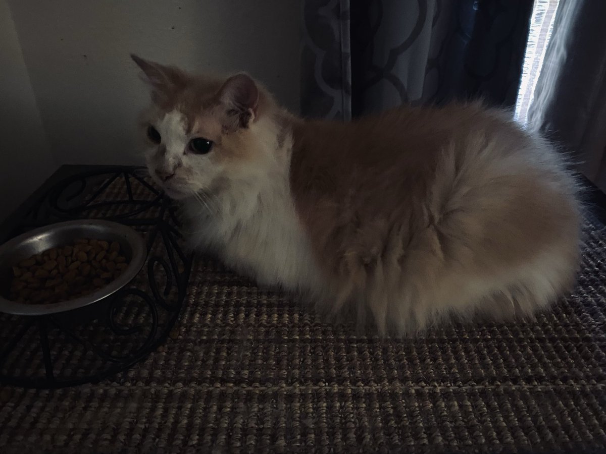wumaufu77's tweet image. Happy #Caturday